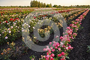 Farm flower plantation growing flowering rose bushes