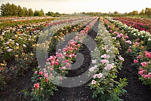 Farm flower plantation growing flowering rose bushes