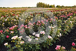 Farm flower plantation growing flowering rose bushes