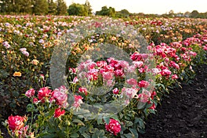 Farm flower plantation growing flowering rose bushes