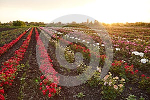 Farm flower plantation growing flowering rose bushes