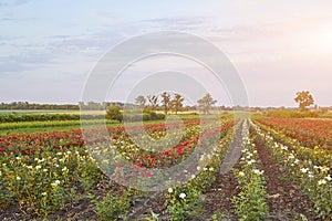 Farm flower plantation growing flowering rose bushes