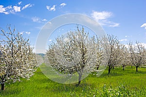 Farm with flowering trees