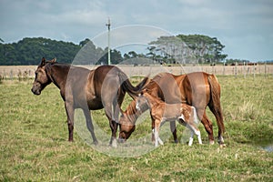 Farm free brown horse grazing.