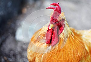 FARM FREE RANGE FULLY GROWN MATURE ROOSTER
