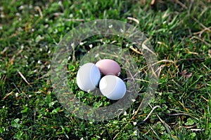 Farm fresh blue and brown eggs in springtime white wildflowers