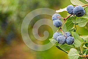 Farm fresh blueberries on vine with copy space.