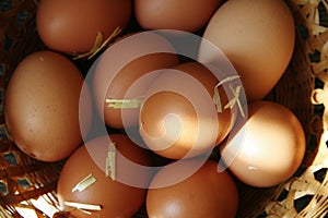 Farm Fresh Brown Eggs in Basket with Straw, Gathering Rustic Farmhouse Countryside Vintage Homestead