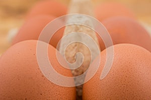 Farm-Fresh Brown Eggs in a Paper Carton