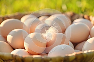 Farm fresh chicken eggs in basket on the grass in nature, healthy natural food
