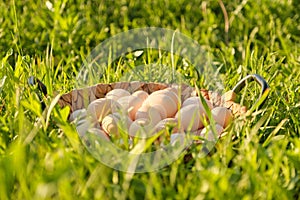 Farm fresh chicken eggs in basket on the grass in nature, healthy natural food