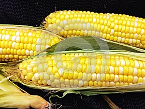 Farm fresh corn on the cob