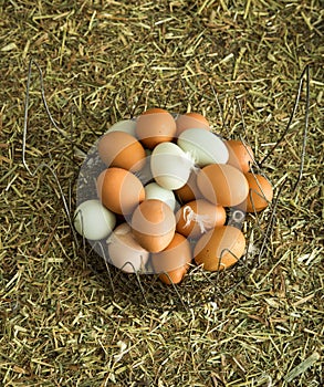 Farm fresh eggs