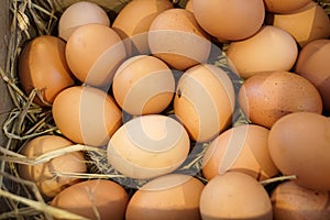 Farm fresh eggs in basket