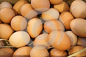 Farm fresh eggs in basket