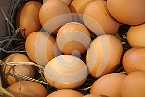 Farm fresh eggs in basket