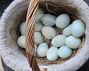 Farm fresh eggs in basket