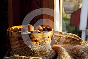 Farm fresh eggs in basket in coop