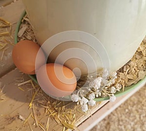 Farm Fresh Eggs, Chicken, Flowers, Countryside Aesthetic Farm Product, Homestead, Gypsophile,Homesteading, Farming.