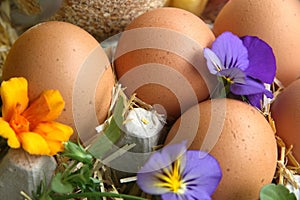 Farm Fresh Eggs, Chicken, Flowers, Countryside Farm Product, Homestead, Marigold,Homesteading, Farming.