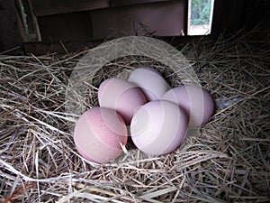 Farm fresh eggs