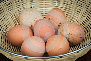 Farm Fresh Eggs organic