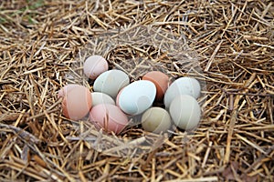 Farm fresh eggs on straw backyard chicken nest