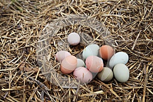 Farm fresh eggs straw chicken nest