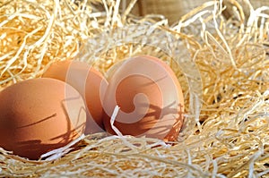 Farm fresh eggs on straw close up