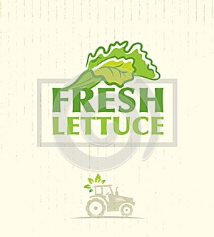 Farm Fresh Lettuce Salad Creative Vector Design Element On Cardboard Texture Background.