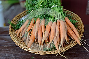 Farm Fresh and organic carrots freshly pulled out of the ground