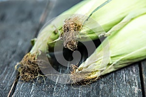 Farm fresh organic corn cob