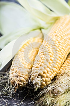 Farm fresh organic corn cob