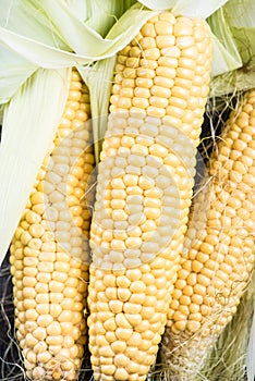Farm fresh organic corn cob