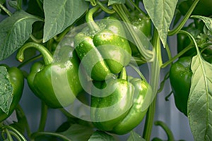 Farm fresh peppers Green bell peppers dangle from a tree photo