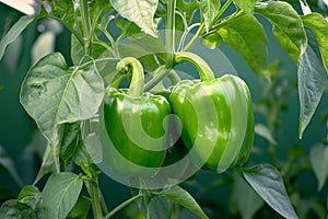 Farm fresh peppers Green bell peppers dangle from a tree photo