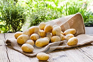 Farm fresh potatoes on a hessian sack