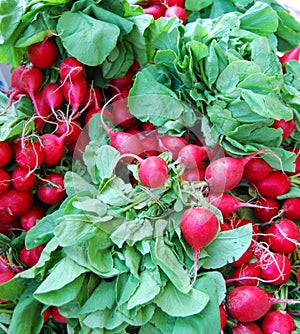 Farm Fresh Red Radishes