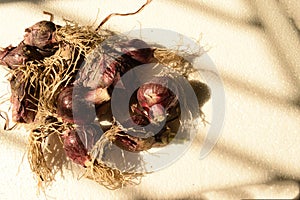 Farm fresh undressed onions presented with white textured background