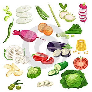 Farm fresh vegetables big set. Collection of veggies icons.