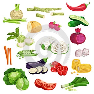 Farm fresh vegetables big set. Collection of veggies icons.