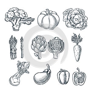 Farm fresh vegetables set. Vector sketch illustration. Autumn farming and harvesting.