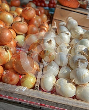 Farm fresh whole onions