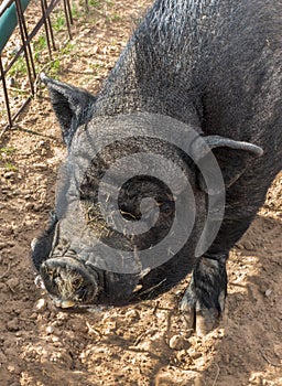 On the farm, friendly pig wants to visit