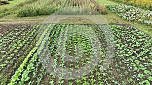Farm garden kohlrabi planting vegetable cabbage kale lettuce Brassica oleracea gongylodes grow, drone aerial bio foil