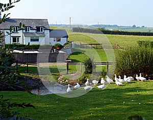 Farm Geese