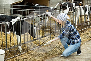 Farm girl with calves in cowhouse