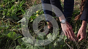 Farm girl pest removal operation for cantaloupe