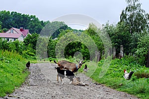 Farm. Goat with kids