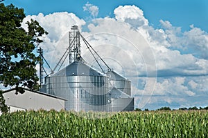 Farm grain bins / silos with cornfield and sky